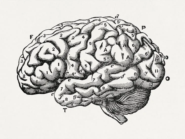 schema-cerveau