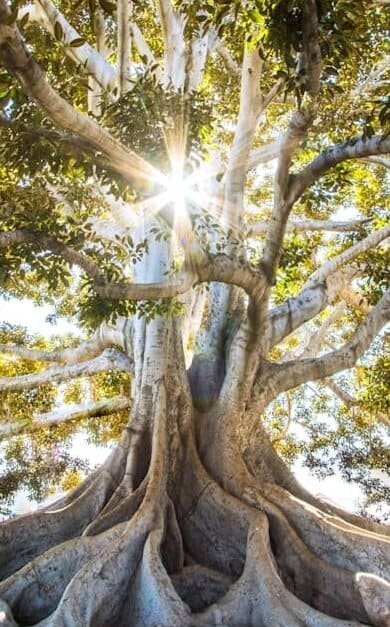 arbre-des-savoirs