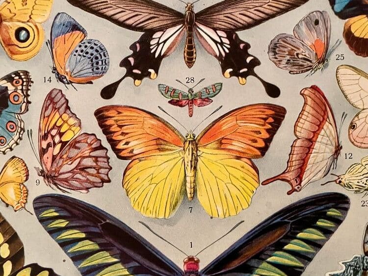 Guillaume d&rsquo;Ockham – Le singulier et l&rsquo;universel