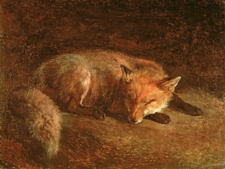 sleeping-fox